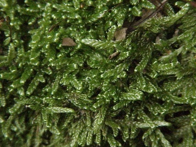 Cypress‑leaved plait moss