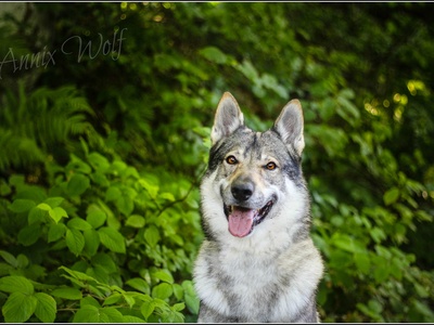 Czechoslovakian Wolfdog
