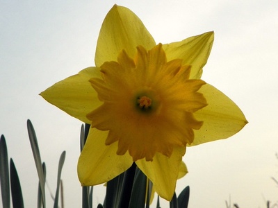 Daffodil (Narcissus)