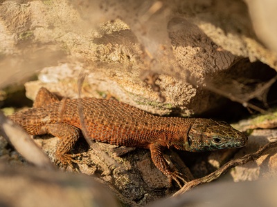 Dalmatian algyroides