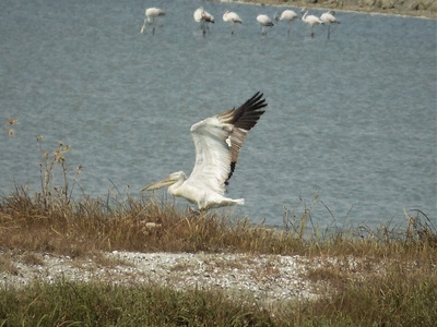 Dalmatian Pelican