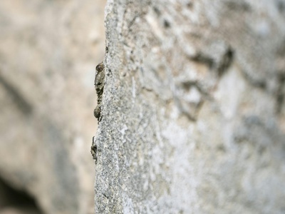 Dalmatian Wall Lizard