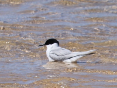 Damara Tern