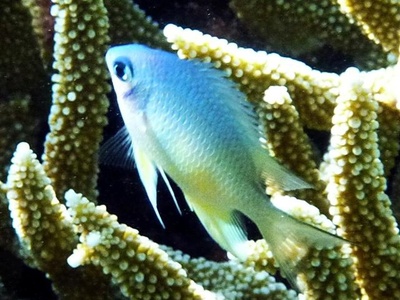 Damselfish