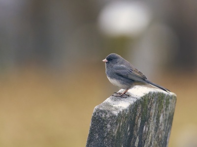 Dark-eyed Junco