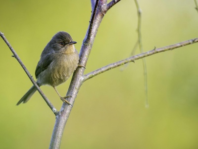 Dartford Warbler