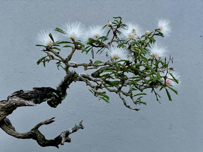 Darwin's Daisy Tree
