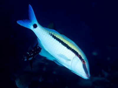 Dash-and-dot goatfish