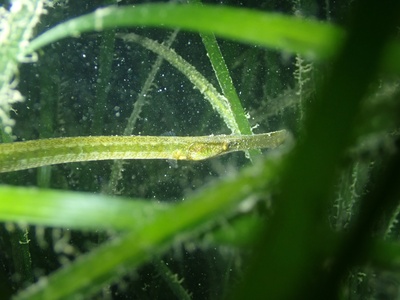 Deep-snouted Pipefish