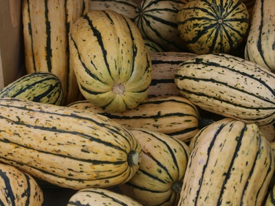 Delicata Squash