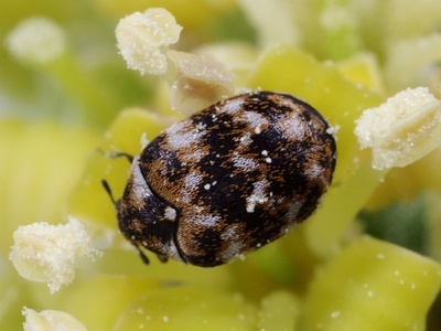 Dermestid beetles (hide beetles) 