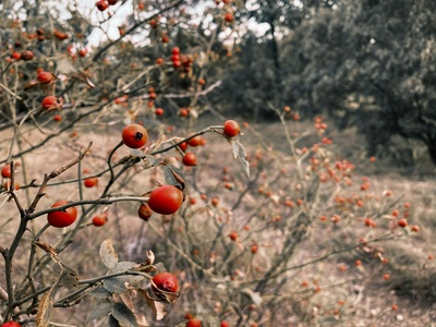 Desert Bush-cherry