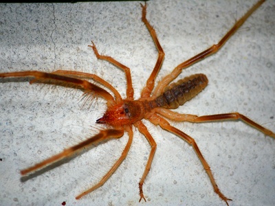 Desert camel spider (wind scorpion)
