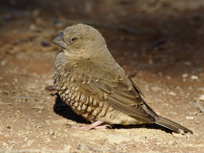 Desert Finch