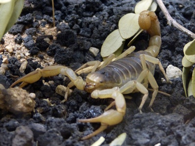 Desert hairy scorpion