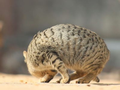 Desert Hedgehog