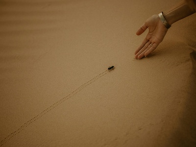 Desert soft tick (sand tampan)