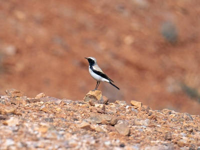 Desert Wheatear