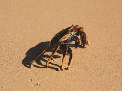 Desert whip spider group