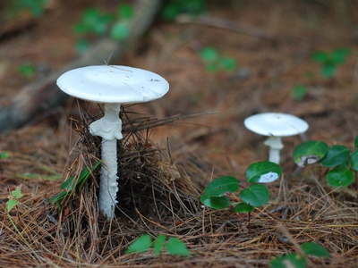 Destroying angel (eastern)