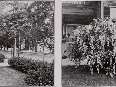 Deutzia (bridal wreath)