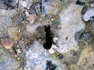 Devil's Coach Horse Beetle