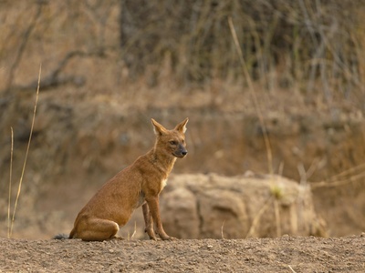Dhole