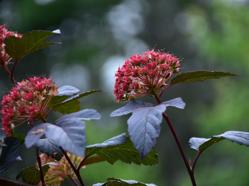 Black Rash Plant List of Black Plants - Flora Fauna Fun