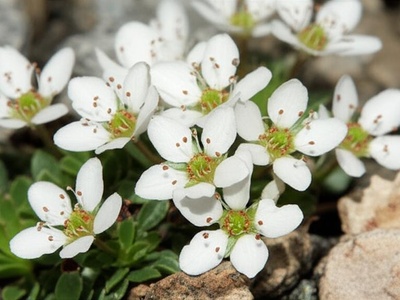 Diamond Mountain Saxifrage