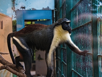 Diana monkey