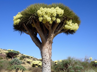 Djibouti Dragon Tree