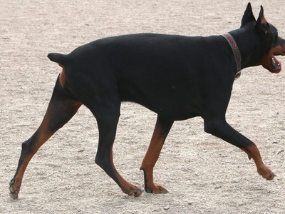 Doberman Pinscher