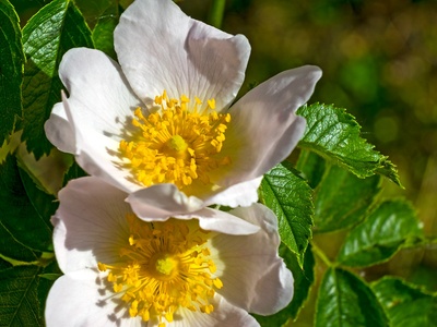 Dog-rose