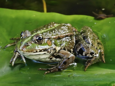 Doi Suthep cascade frog
