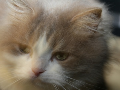 Domestic Longhair