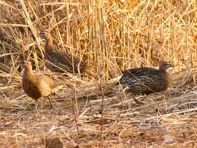 Double-spurred Francolin