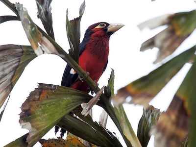 Double-toothed Barbet