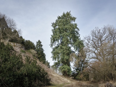 Douglas-fir