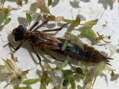 Dragonfly nymph