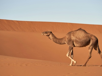 Dromedary