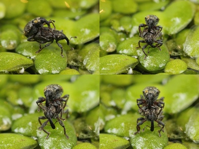Duckweed Weevil