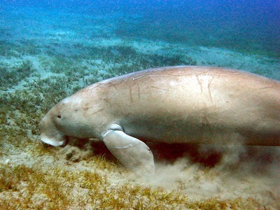 Dugong