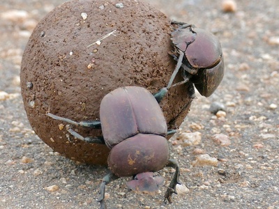 Dung beetles 