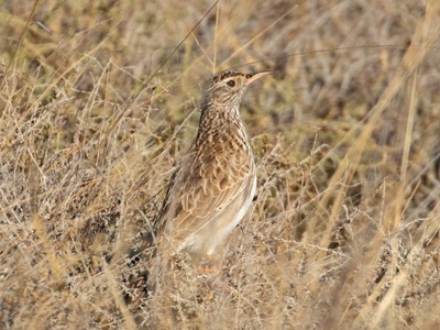 Dupont's Lark