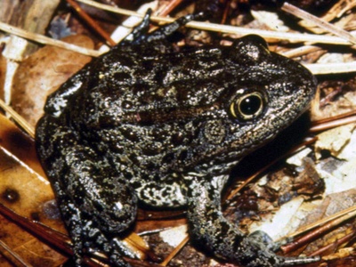 Dusky Gopher Frog