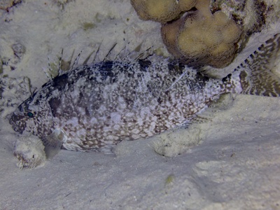 Dusky spinefoot
