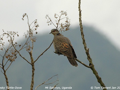 Dusky Turtle Dove