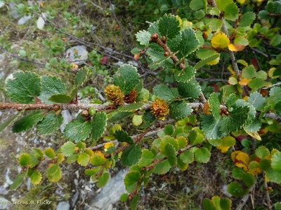 Dwarf Birch