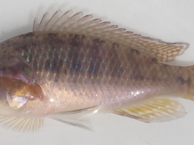 Dwarf Bream