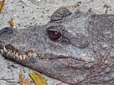 Dwarf Crocodile